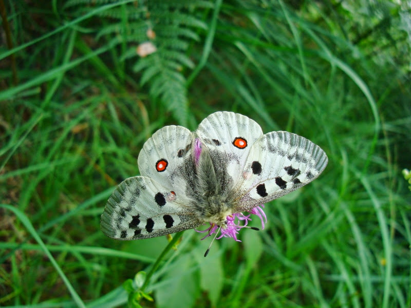 Umweltverträglichkeit, Biodiversität